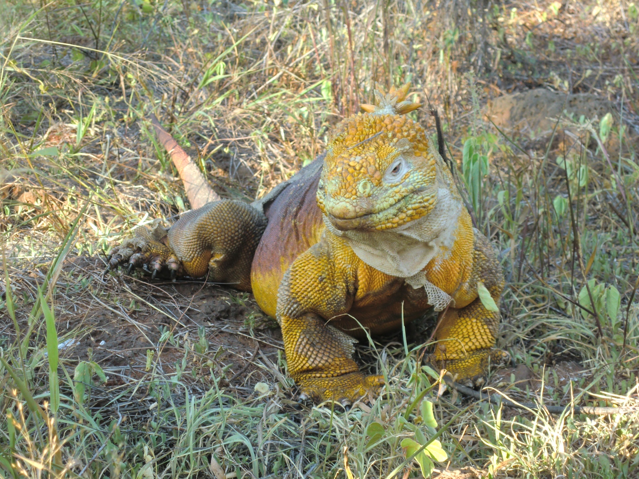 iguana liar